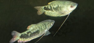 Anabantiformes - Ползунообразные