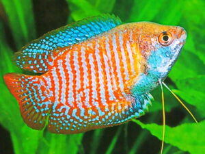 Trichogaster lalius male