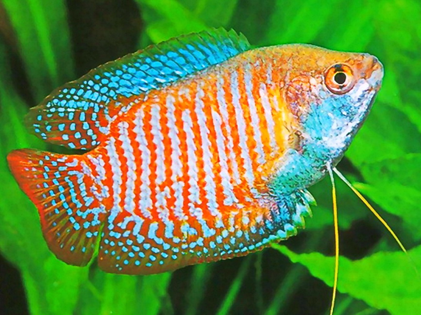 Trichogaster lalius male